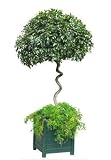 Platonic Shrub - 24