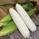 Thompson & Morgan Corn 'Mirai White' Vegetable Seeds