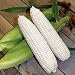 Thompson & Morgan Corn 'Mirai White' Vegetable Seeds