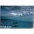David Doubilet: Water, Light, Time: Postcards