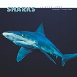 Sharks 2009 Calendar