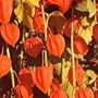 Physalis- Chinese Lanterns 50 Seeds