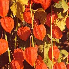 Chinese Lanterns Seeds