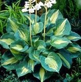 Thunderbolt Hosta - NEW - Small Gold Center, Blue Edges