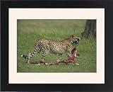 Framed Prints of Cheetah with remains of Thompsons gazelle from Robert Harding