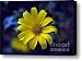 Yellow Maximilian's Sunflower Canvas Print / Canvas Art - Artist Antonio Martinho