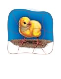Review Ideal  / How a Chick Hatches Wooden Layered Puzzle