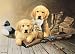 TIN SIGN NOSTALGIC ~ GOLDEN RETRIEVERS DUCK DECOYS * GOLDEN MEMORIES *