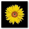 Sunflower by joSon 8"x8" Art Print Poster