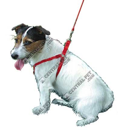 Coastal 26 inch Hunter Green 5/8 Adjustable Step-in Harness