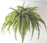 Boston Fern Hanging Basket