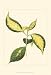 Tropical Variegation VI - Vision studio Art Print Poster 13 x 19