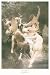Nymphs and Satyr Art Poster Print by William Adolphe Bouguereau, 25x37