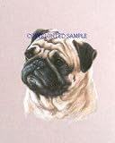 Pug - Portrait by Cindy Farmer