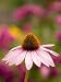 Single Cone Flower (Echinacea Purpurea) Stands Out in a Garden Floral & Botanical Photographic Poster Print by Ralph Lee Hopkins, 18x24