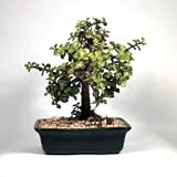 Dwarf Jade Bonsai Tree