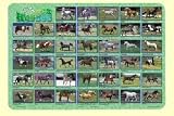 HORSES LEARNING PLACEMAT by Painless Learning