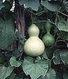 Organic Bottle Gourd 25 Seeds - Lagenaria
