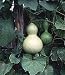 Organic Bottle Gourd 25 Seeds - Lagenaria