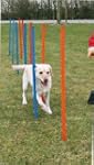 Trixie 3206 Dog Activity Agility Slal...