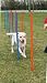 Agility Poles for dogs 12set 115cm (3206)