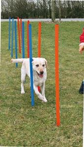 Trixie 3206 Dog Activity Agility Slalom, 115 &times; &oslash; 3 cm, blau/orange Preisvergleich
