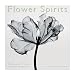 Flower Spirits2005 Calendar