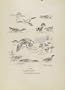 Teal Courtship Duck Squattering Drake Fight Bird Print