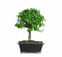 Brussel's Jade Bonsai