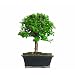Brussel's Jade Bonsai