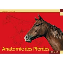 Anatomie des Pferdes