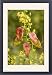 Framed Prints of Golden rain tree or Pride-of-India flowers and fruits from Ardea Wildlife Pets