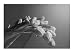 Bowing Tulip Sympathy Cards - Black & White on White
