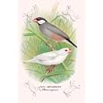 Canvas Print, Java Sparrow - 24 x 36