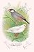 Art Poster, Java Sparrow - 18.75 x 27.5