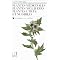 Plantes m�dicinales