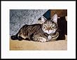 Buster Framed by Drew Strouble
