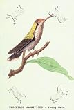 Canvas Print, Hummingbird: Trochilus Magnificus - Young Male - 28 x 42