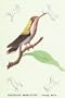 Canvas Print, Hummingbird: Trochilus Magnificus - Young Male - 28 x 42