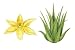 Vanilla Flower and Aloe Vera Plant - 24