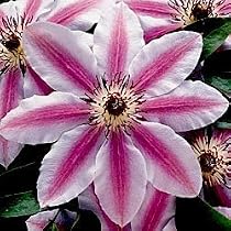 Hybrid Clematis - Nelly Moser (Red-Barred Mauve)