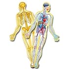 Human Anatomy Bulletin Board Set by  School Specialty Publishing