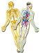 Book Human Anatomy Bulletin Board Set