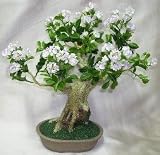 Artificial Flowering Ligustrum Bonsai Tree.
