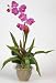Single Flame Silk Bromeliad/Orchid Combo