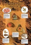 Ancient Dinosaur Discoveries Poster
