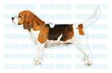 BEAGLE - Dog Decal - sticker dogs car got window decals