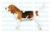   - BEAGLE - Dog Decal - sticker dogs car got window decals