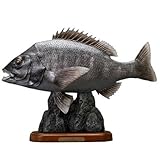 クロダイ 50cm(年なし)