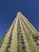 Skyward View of a Saguaro Cactus Photographic Poster Print by John Burcham, 24x32
